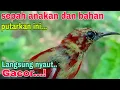Download Lagu Pancingan sepah raja agar bunyi dan gacor.