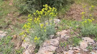  نبات عشبة  الفيجل البري دندنها