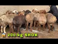 Lagu 😱SHOK! ARASHAN × EDILBAY 🐏 200-KG BO‘LADIGAN SO‘RT KELDI 💣 TAROZI BUZAR!