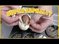 Is This What I Think It Is Genetic Stripe Super Asphalt Ball Python