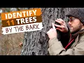 Identify 11 Trees By the Bark Easy Tips