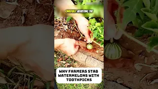 Why Farmers Stab Watermelons With Toothpicks Garden Gardening 