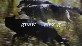 Gnaw Alex G Lyric Video 