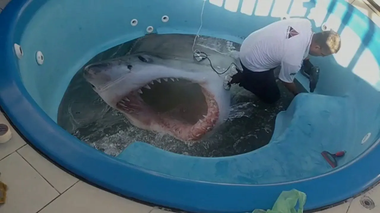 PORCELANATO LIQUIDO IMAGEM TUBARÃO EM PISCINA DE FIBRA