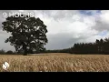 Download Lagu Wind Blowing through a Wheat Field and a Great old Oak Tree (Dark Screen in 1 Hour) 9 Hours