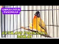 Download Lagu burung kutilang emas gacor door mencari lawan