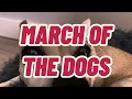 Lagu West Street Children - March of the Dogs (Official Music Video)