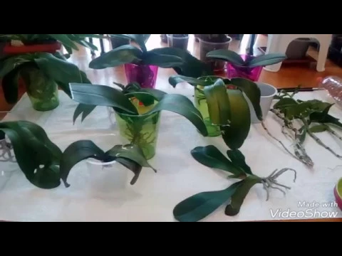 CÓMO RECUPERAR ORQUÍDEAS SIN RAÍCES Y DESHIDRATADAS (PARTE 3)