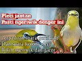 Download Lagu Terapi pleci supaya ngeriwik - pleci jantan pasti ngeriwik denger ini