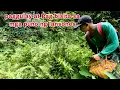 Download Lagu Pang gulay ng pako at PAGBISITA sa mga ibang puno ng lansones