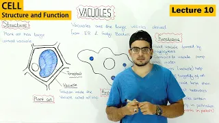 Vacuole Structure and function 10