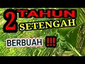 Download Lagu Pinang Betara Berumur 2,5 Tahun Sudah Mulai Berbuah