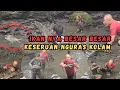 Download Lagu KURAS KOLAM DAPAT JACKPOT IKAN BESAR BESAR !