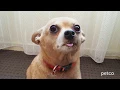 Vet Services Petco