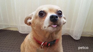 Vet Services Petco