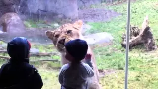 whatsapp funny videos non veg