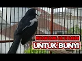 Download Lagu Suara kacer ngeplong santai ini dijamin bikin kacer bahan cepat bunyi langsung ikut nyaut