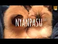 Nyanpasu (remix) - Renge Miyauchi // (Vietsub + Lyric) Tik Tok Song