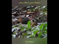 Download Lagu Javan Black-capped Babbler  (Pellorneum capistratum)  ~ Pelanduk topi Hitam ~  11 Auguts 2020 Carita