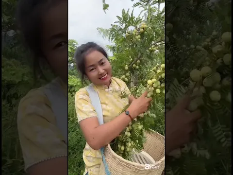 Harvest fresh fruits #fruitasmr #naturelover