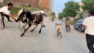 Hamari Bachri Bhaag Gai😰