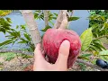 Best time to pick a Custard apple Annona reticulata
