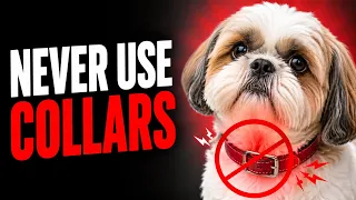 Why You Should NEVER Use a Collar on Your Shih Tzu