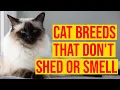 10 Cat Breeds That Don t Shed Or Smell All Cats