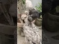 Cute adorable few chicks #cute #adorable #few #chicks #funny #hen #murga #viral #shorts