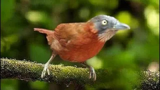 tepus kepala abu gacor nyiul ngebren untuk pancingan bahan