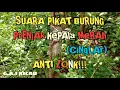 Lagu 🔴SUARA PIKAT BURUNG PRENJAK KEPALA MERAH/(CINGLAR) AMPUH ANTI ZONK!!!||G.A.I KICAU