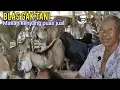 Download Lagu Kalau Mau Berhasil Jangan Abaikan 3 Kunci Ini Agar Sukses Ternak Kambing 