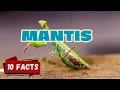 10 Fascinating Facts About Mantises for kids The Masters of Camouflage and Speed