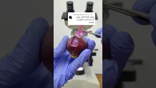 الخلايا النباتية تحت الميكروسكوب Plant Cells Under A Microscope 