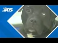 Tacoma Humane accepts 500 pets in 2 weeks waives adoption fees