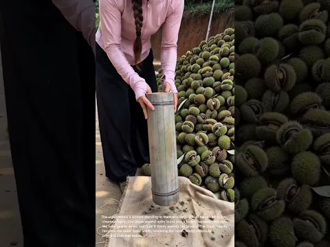 Woman Shelling Fresh Chestnuts Using a Bamboo Tube Tool