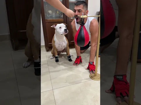 Imparando attraverso l’apprendimento 🐶🧐 #dogs #dog