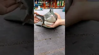 لا تلعب مع سمك القرش 