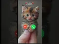 Download Lagu My baby is calling ☎️ #birdalcat #catcall #ringtone #cutecat😻🐈
