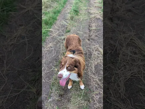 ¿Perro HIPERACTIVO? Haz ESTO para conseguir CALMA TOTAL 🧠