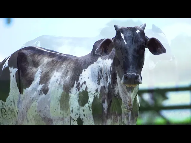 Novilha Nelore MLR - 221