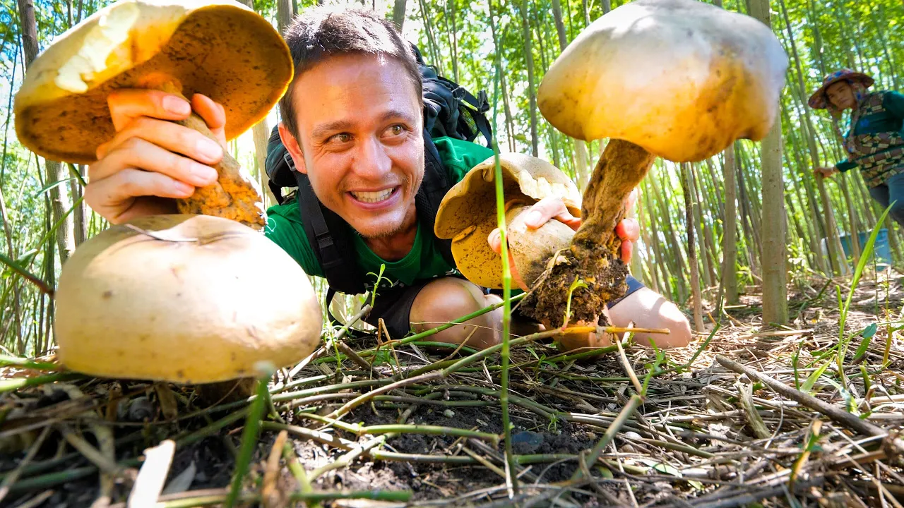 Head-Sized GIANT MUSHROOMS!! 🍄 Pick + Cook 3 Ways - LOCAL FOOD DELICACY!!