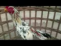 Download Lagu Inilah Kelebihan Ayam Bangkok Blorok Madu yang Belum Diketahui Para Botoh