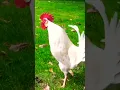 Download Lagu Rooster morning sound #crowing #rooster #chicken