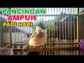 Download Lagu PANCINGAN KUTILANG PAGI HARI DI JAMIN GACOR DOR