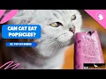 Can Cats Eat Popsicles