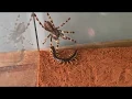 Download Lagu Giant Centipide vs. Venemous Tarantula