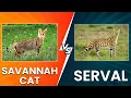 Savannah Cat vs Serval Which Exotic Cat Should You Go for