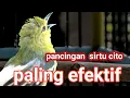 Download Lagu Sirtu Negri Wakanda,Gacor dan Fighter Asli Bikin Sirtu Lain Jadi Naik Pitam
