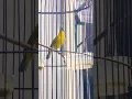 pleci dakun pacitan belajar nembak #totalbukpar #plecimania #birds #pleci